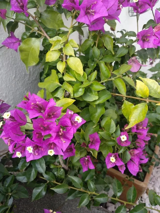 Bea'S Bed & Breakfast Tavira