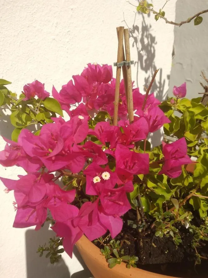 Bea'S Bed & Breakfast Tavira 0*,